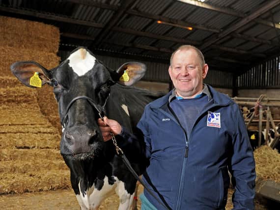 Dairy farmer Robert Butterfield with his prize winning Holstein cow Jazz at Linghaw Farm in High Bentham. The Yorkshire Holstein Club have just had its 100th anniversary. Credit: Tony Johnson