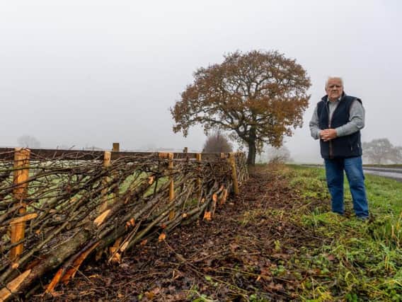 Ken Walmsley, of The Old Stables, Risplith, near Ripon, North Yorkshire, a former farmer and builder and also a professional hedgelayer, pictured looking at a Thorn Hedge built in Yorkshire Style. Credit: James Hardisty