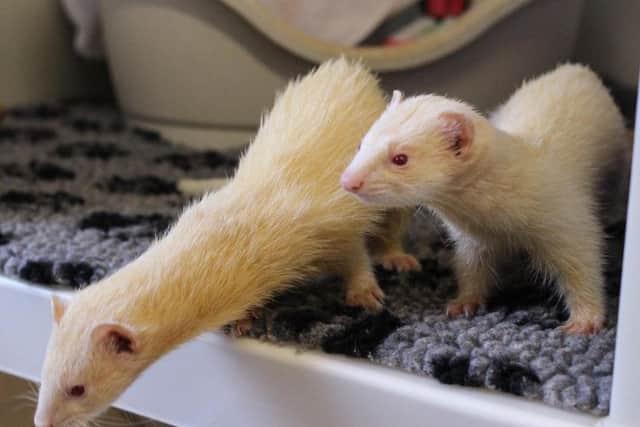 A man who threw ferrets at a car in Harrogate was restrained by members of the public before being arrested by police. Generic ferret picture.