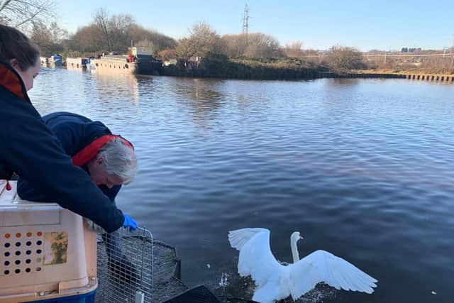The swans have been released back into the wild after they were rescued by the RSPCA following the oil spill in Rotherham. Credit: RSPCA