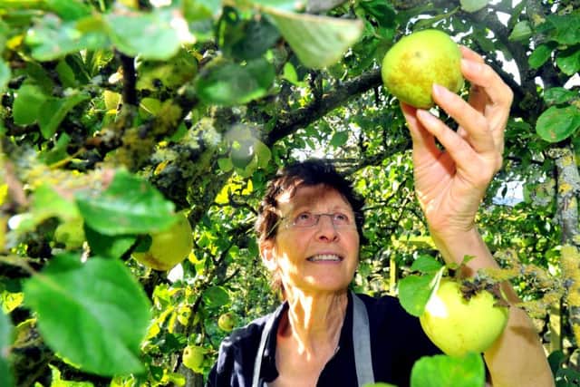 Elspeth Biltoft from Rosebud Preserves, Healey near  Masham   picking  some apples in her garden.
