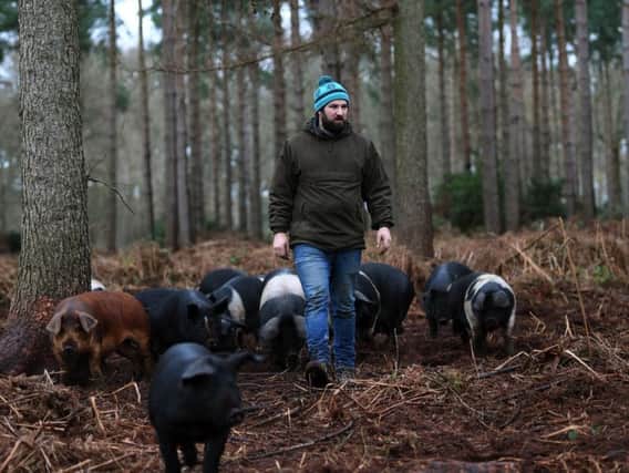 Fraser Aitken with his pigs on his farm