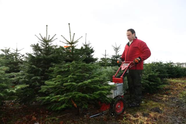 Oliver Combe, owner of York Christmas Trees, cutting a tree down. Picture : Jonathan Gawthorpe