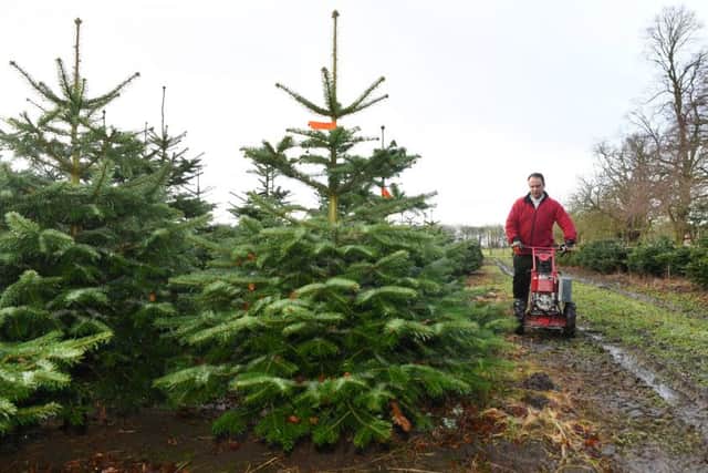 Oliver Combe, owner of York Christmas Trees, prepares to cut down a tree. Picture : Jonathan Gawthorpe