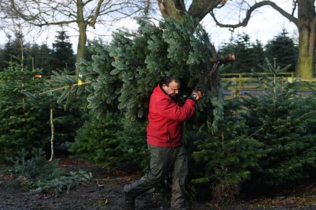 Oliver Combe, owner of York Christmas Trees, carries a tree to the barn. Picture : Jonathan Gawthorpe