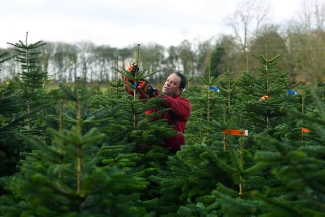 Oliver Combe inspecting a tree at the farm in York. Picture : Jonathan Gawthorpe