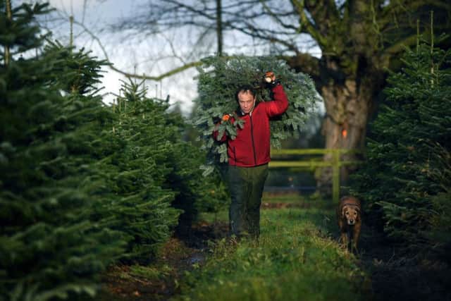 Oliver Combe, owner of York Christmas Trees, is using bio-degradable netting, has replaced plastic bags with paper ones and is offering a free tree recycling service once Christmas is over.
Picture : Jonathan Gawthorpe.