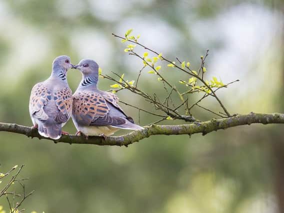 On the brink: Turtle dove numbers have dwindled by 93 per cent since the 1970s; a conservation scheme is working to reverse the trend. Picture: Richard Bennett