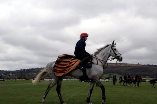Nick Alexander's Lake View Lad is due to line up at Wetherby next week.