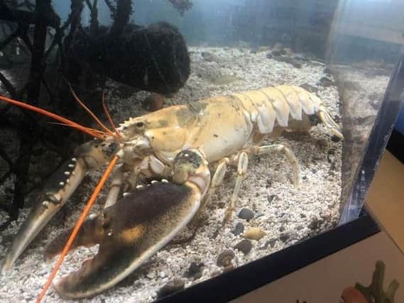The albino lobster in its tank at the Old Coastguard Station in Robin Hood's Bay