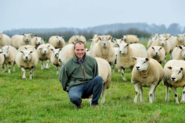 Chris Timm with some of his Beltex sheep. Chris is working on a new hybrid breed called a Yorkie.