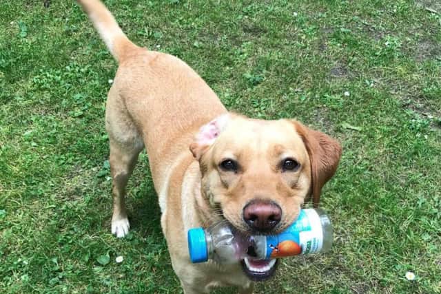 Two-year-old Molly - a Labrador retriever - would always find plastic bottles as a puppy. Credit: SWNS