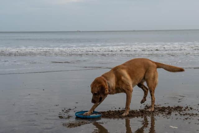 Molly digs up all sorts of litter from the beach. Credit: SWNS