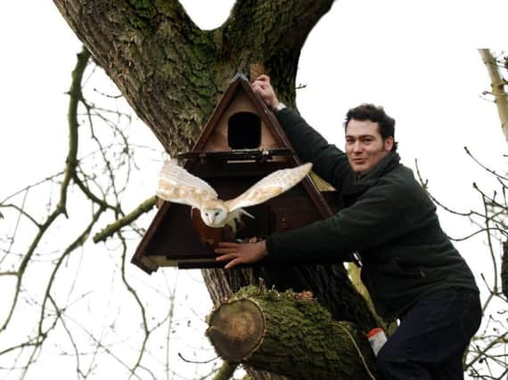 Robert Fuller with a barn owl from the nesting boxes