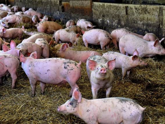 Up to 1,000 pigs could be housed at the farm in a village near Doncaster. Credit: Gary Longbottom