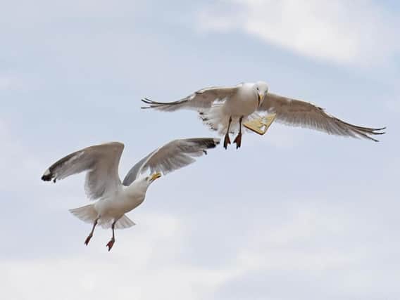 Scarborough Council have discussed ways to prevent seagulls attacking humans for food. Credit: Daniel Martino
