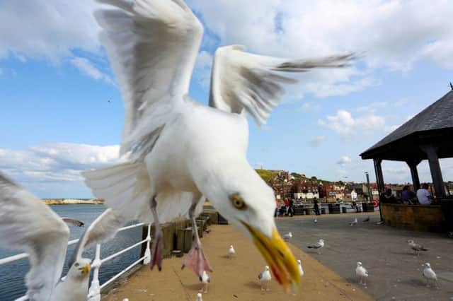 A woman is interrupted from eating fish and chips by a greedy flock of seagulls. Picture: SWNS