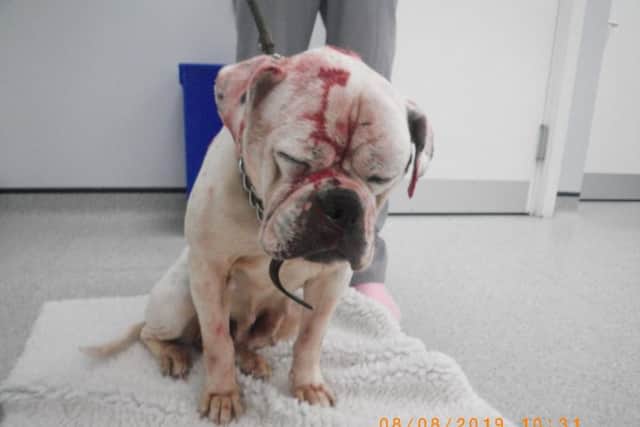 Smiler was found to have multiple injuries including two large wounds to the top of her head which needed to be stitched.