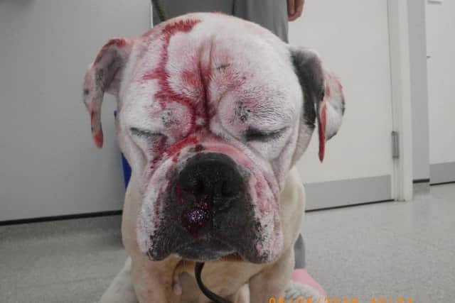 Smiler was found to have multiple injuries including two large wounds to the top of her head which needed to be stitched, bruising to the head and a loose tooth that needed to be removed. Her eyes were flushed to get rid of any cleaning product.