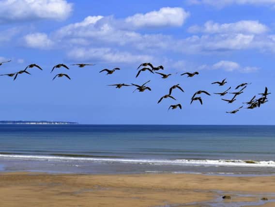 A flock of Canada Geese fly low over the sands on the East Coast at Ulrome near Skipsea. Picture: Gary Longbottom