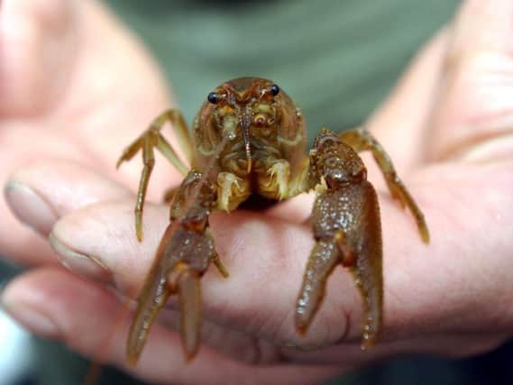 A conservation project is happening in the Yorkshire Dales to reintroduce the native White Clawed Crayfish