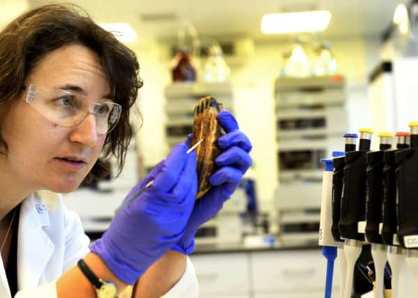 Dr Kirsty Penkman working in a chemistry lab at York University, taking a sample off  a mammoth tooth around 200,000 years old.