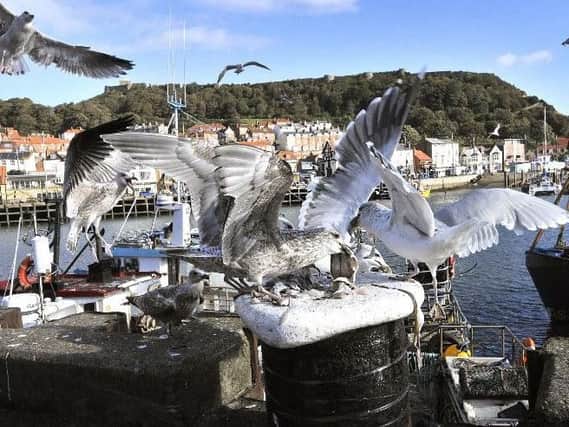 Seagulls are a common sight on the Yorkshire coast.