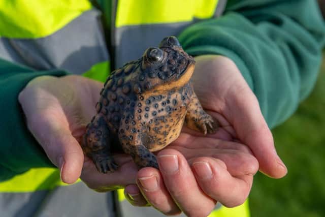 The first Yorkshire toad summit is being held in Halifax. Volunteers patrol the roads near ancestral ponds during February and March to save toads returning to breed.