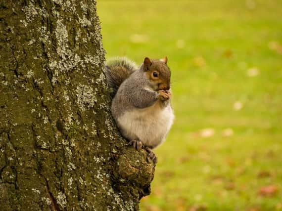 The obese squirrel in Horton Park, Bradford