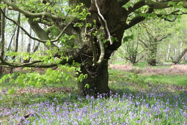 Bluebells in Smithy Wood Picture: Dave Dickinson