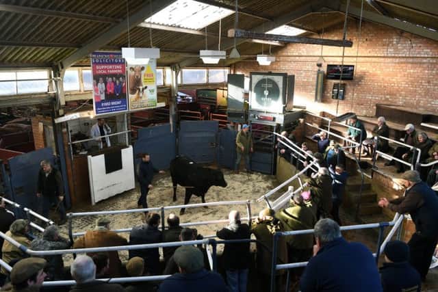 Malton Livestock Market. 21st January 2020.