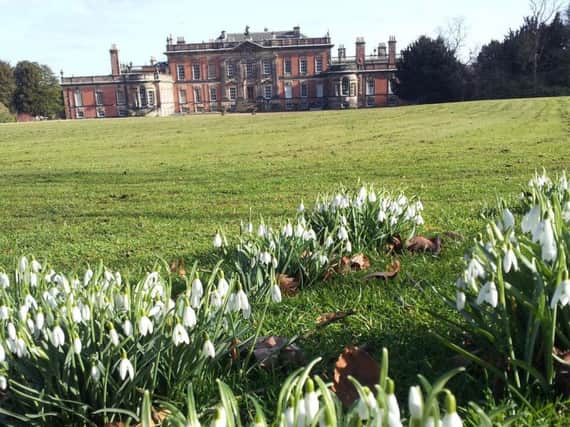 Snowdrops at Wentworth Woodhouse