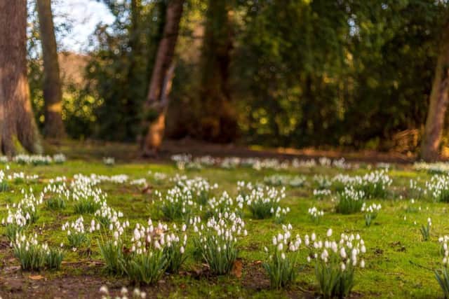 40 acres of the West Front gardens have now been planted with snowdrop bulbs
