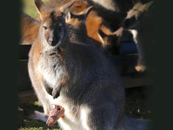 Wilding the wallaby, with her joey seen peeping out of her pouch. The joey has been named Aruma, the Aborigine word for 'happiness'