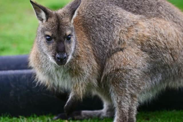 The wallaby walkout at Yorkshire Wildlife Park near Doncaster