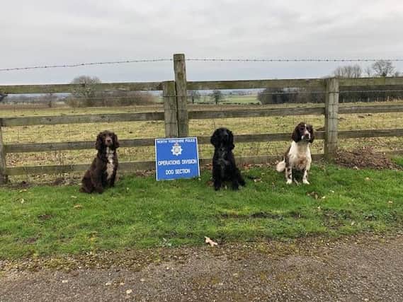 Meet Yorkshire police force's newest canine crime fighters trained to detect drugs and firearms on our streets