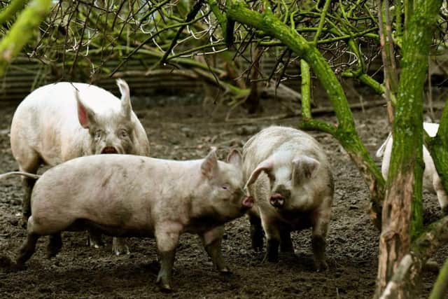 Michael and Anne Leigh farm Middle Whites a slow growing breed which provides a sweeter meat.