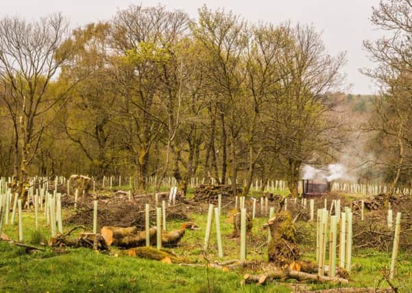 Can families be encouraged to plant more trees?