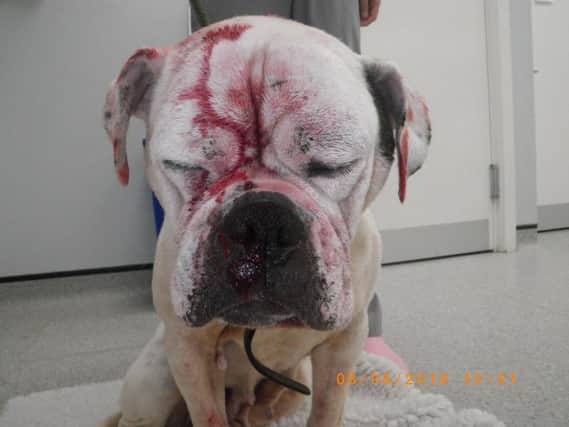 American Bulldog Smiler was subjected t some horrific abuse by her former owner who was jailed for 16 weeks