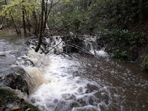 The beavers' dam in Cropton Forest pictured in October 2019