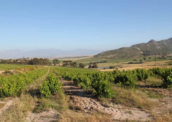 The rugged, dry vineyards of Swartland