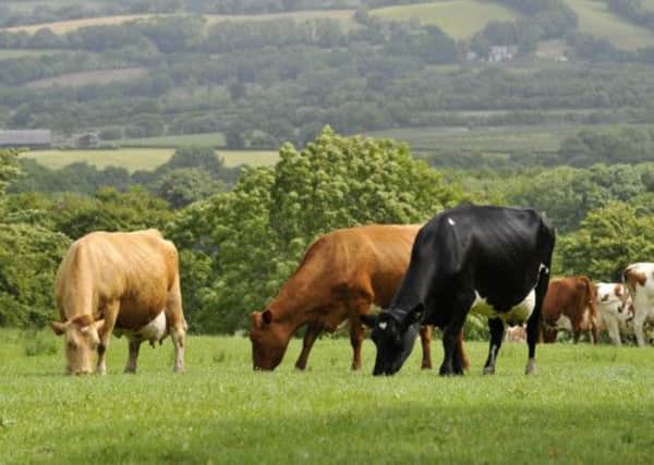 File photo dated 25/06/2008 of cows grazing in a field in Wales. PRESS ASSOCIATION Photo.