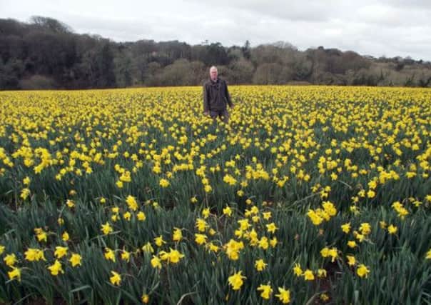 Mark van der Vliet, of New Generation Daffodils Ltd in Cornwall,