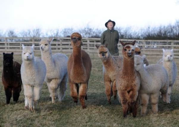 Jenny MacHarg with a flock of young alpacas