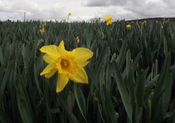 Daffodils in bloom at the farm of New Generation Daffodils in Cornwall