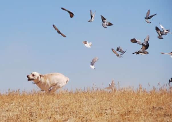 Dog chasing birds