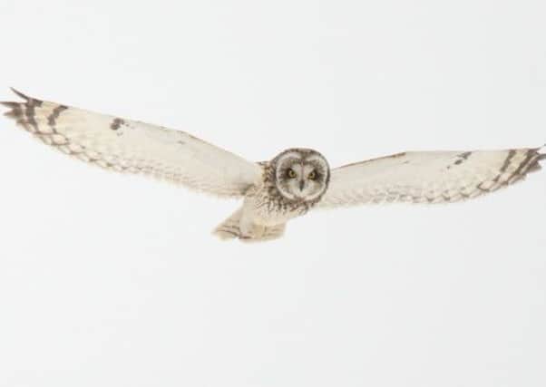 A short eared owl