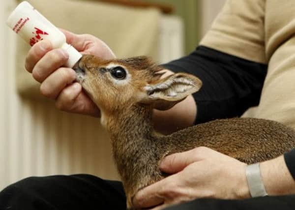 Curator of Mammals at Chester Zoo Tim Rowlands at home, hand rearing a baby Dik Dik which was abandoned by its mother.