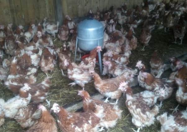 Dozens of rescued battery hens