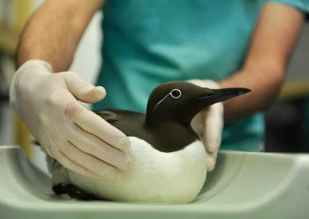 A Guillemot brought into Scarborough Sea Life and Marine Sanctuary after being washed up as a result of an oil spill on the East coast earlier this week. Picture: Tony Bartholomew